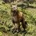 《荒野大镖客2》新高清Mod 让中大型动物更加逼真